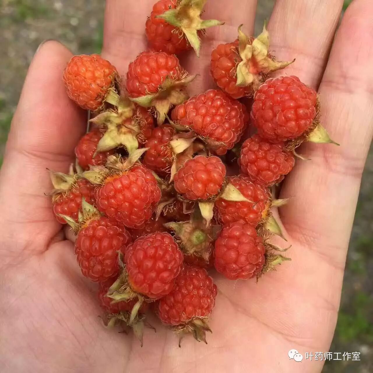 山莓的果实可以酿酒,不过其实覆盆子应该也可以吧,泡酒也应该很不错