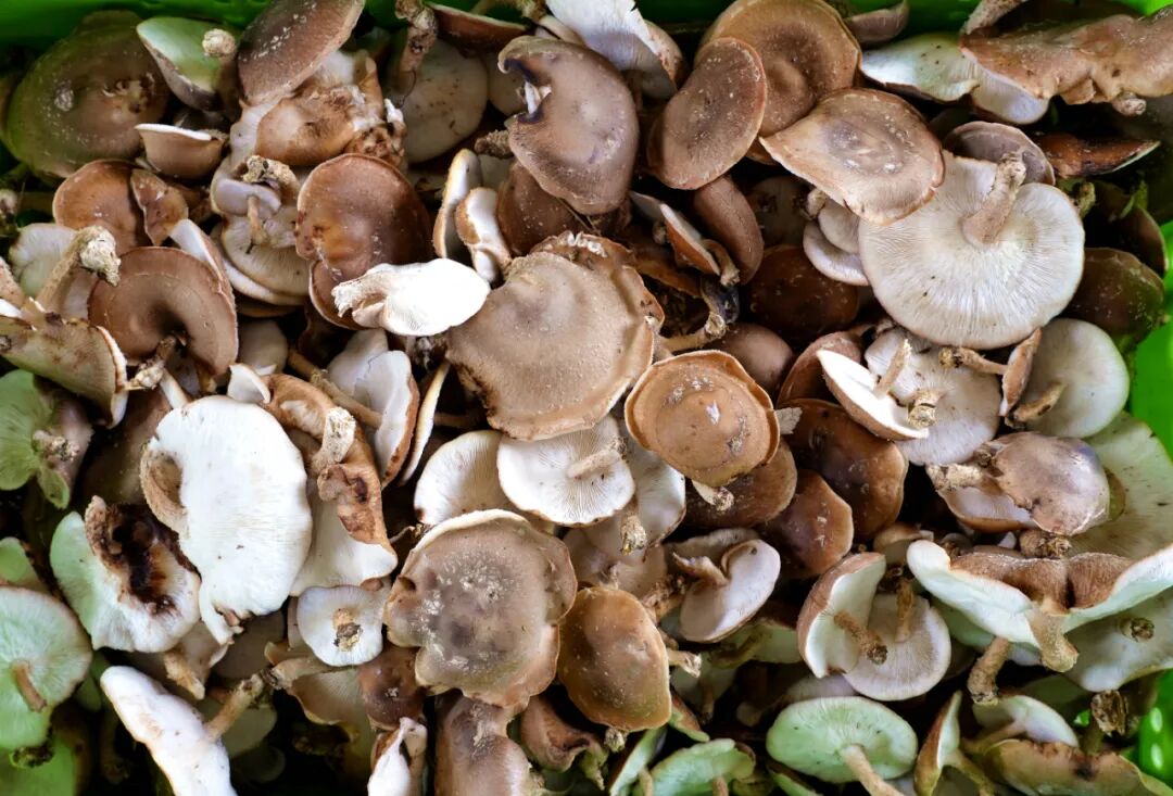吃菌像吃肉:湄潭茅坪镇肉味马桑菌成熟上市咯!