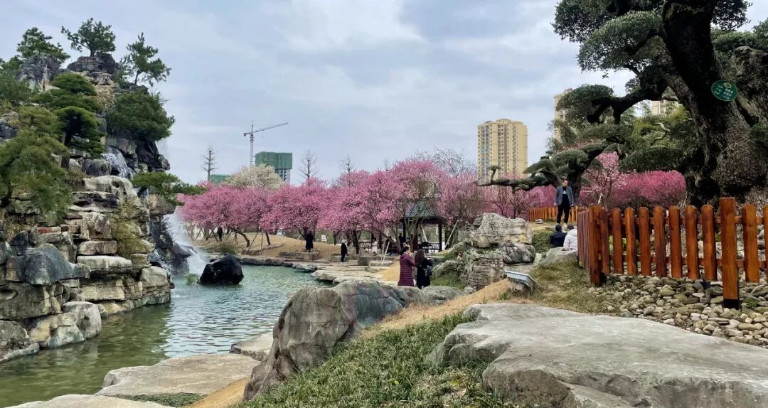 暗香浮动湄潭乾艺梅园梅花盛开迎新春