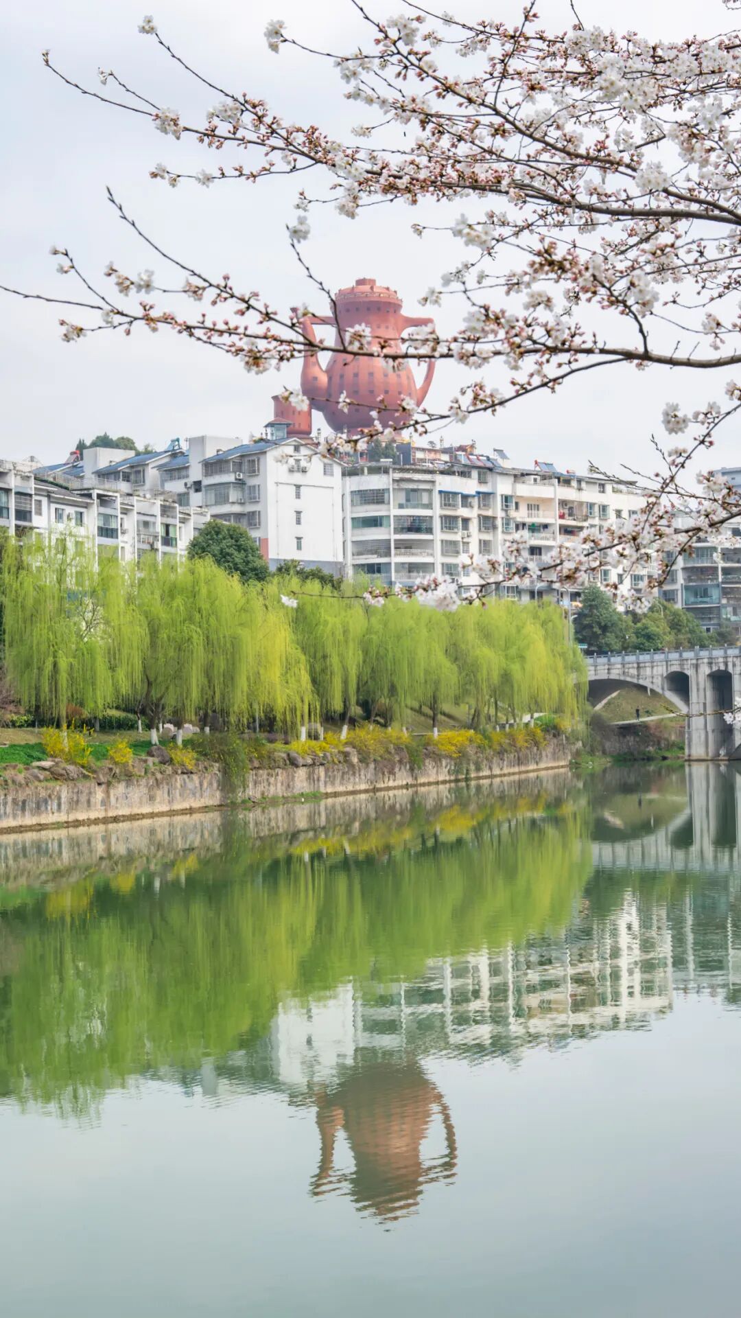 湄潭春色满园翠芽飘香