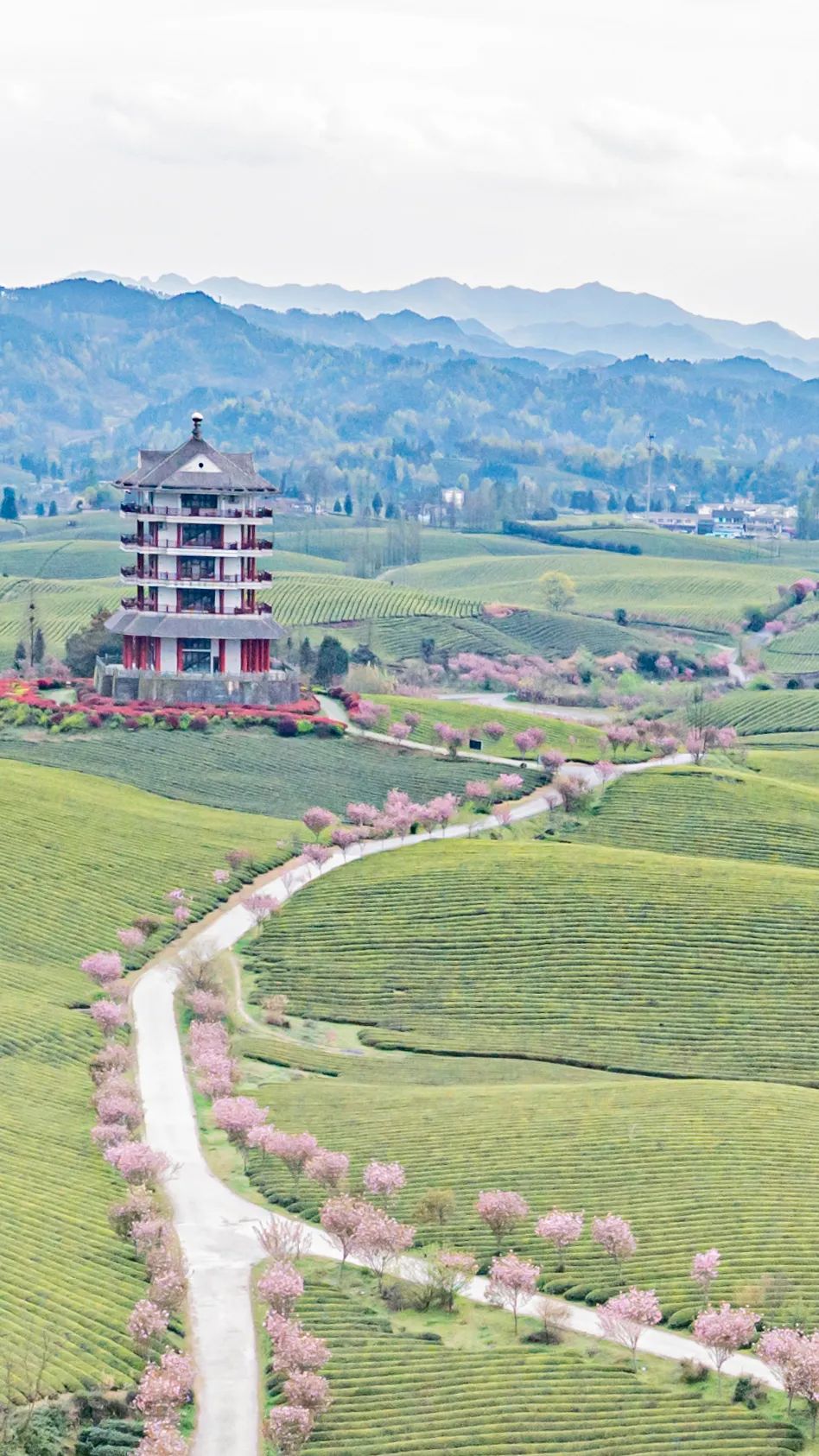 湄潭春色满园翠芽飘香