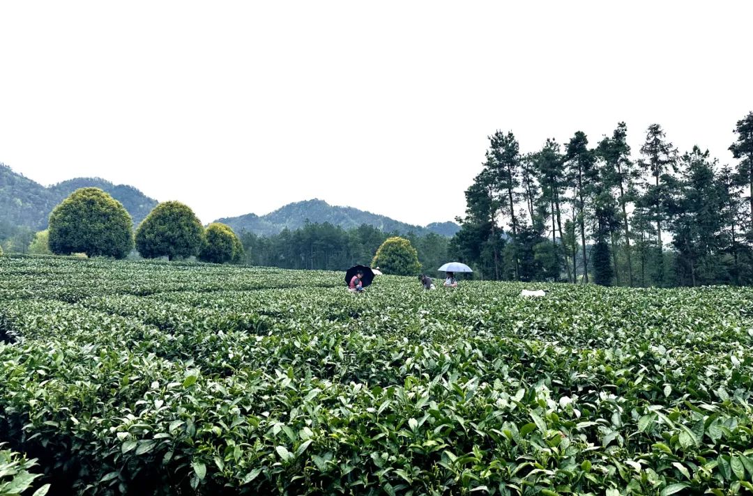 湄潭茶山图片