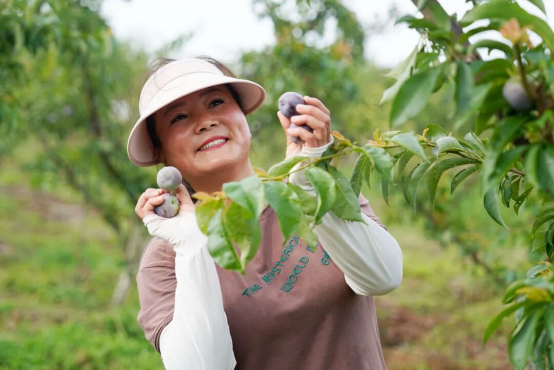 五月脆嘎嘣脆,今日开园,快来湄潭兴隆打李子!