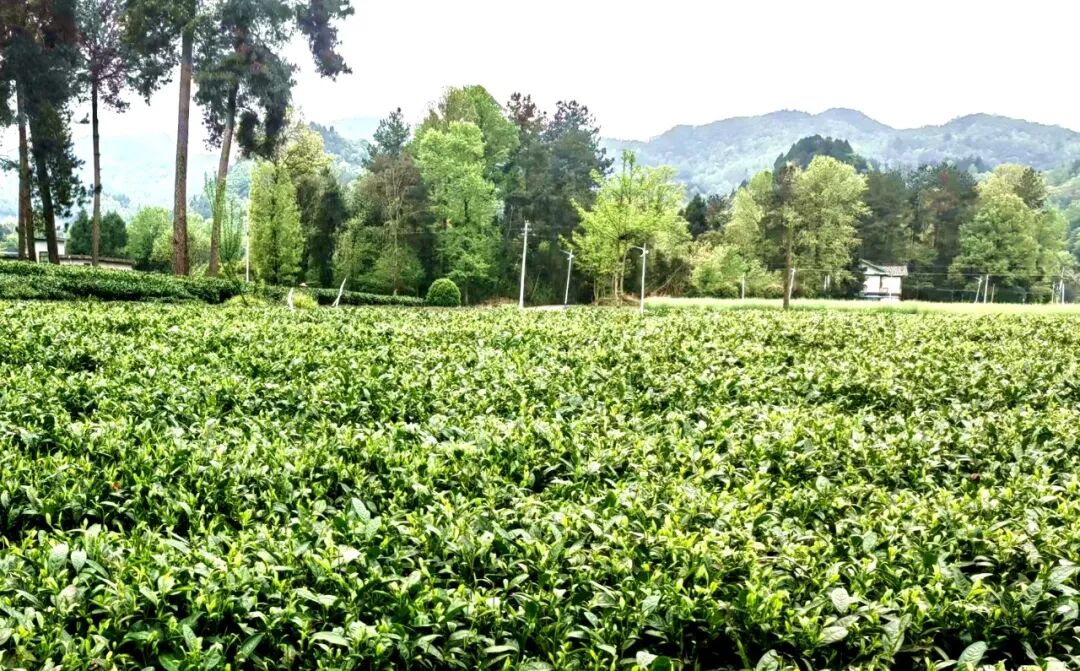 我的家乡我建设丨湄潭李林:一位90后的回乡创业之路-湄潭县人民政府