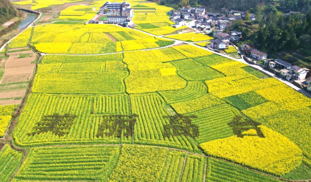 湄潭县高台镇油菜花进入盛花期金黄的花海铺满大地如诗如画