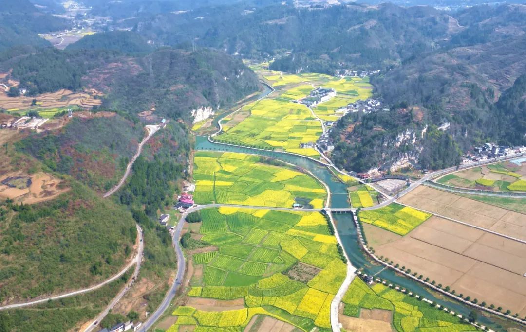 湄潭县高台镇油菜花进入盛花期金黄的花海铺满大地如诗如画