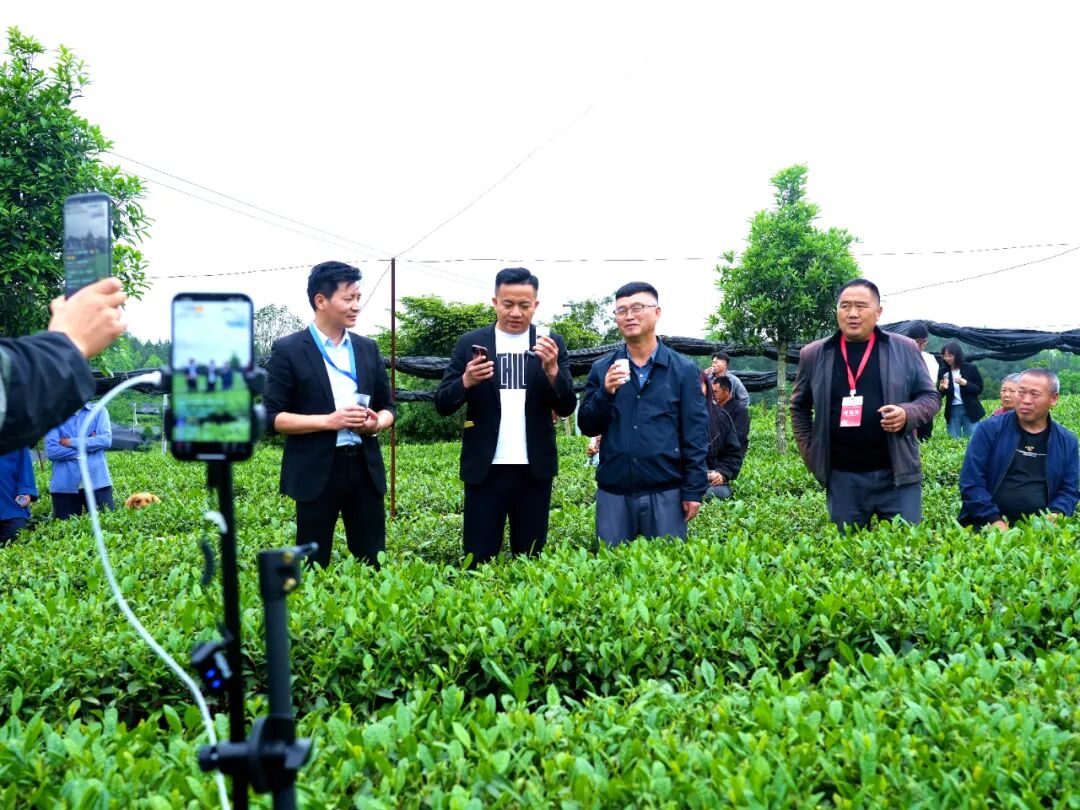 聚焦茶博会丨湄潭群丰村:科技赋能欧标有机茶园
