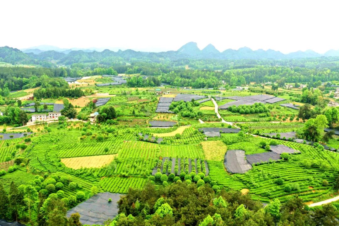 聚焦茶博会丨湄潭群丰村:科技赋能欧标有机茶园