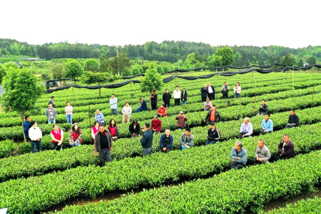 聚焦茶博会丨湄潭群丰村:科技赋能欧标有机茶园