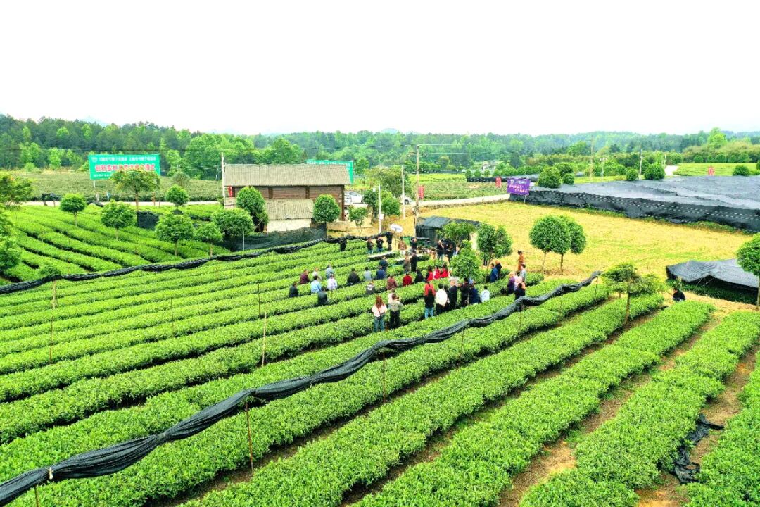 聚焦茶博会丨湄潭群丰村:科技赋能欧标有机茶园