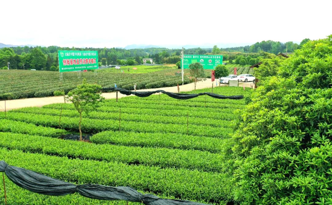 聚焦茶博会丨湄潭群丰村:科技赋能欧标有机茶园