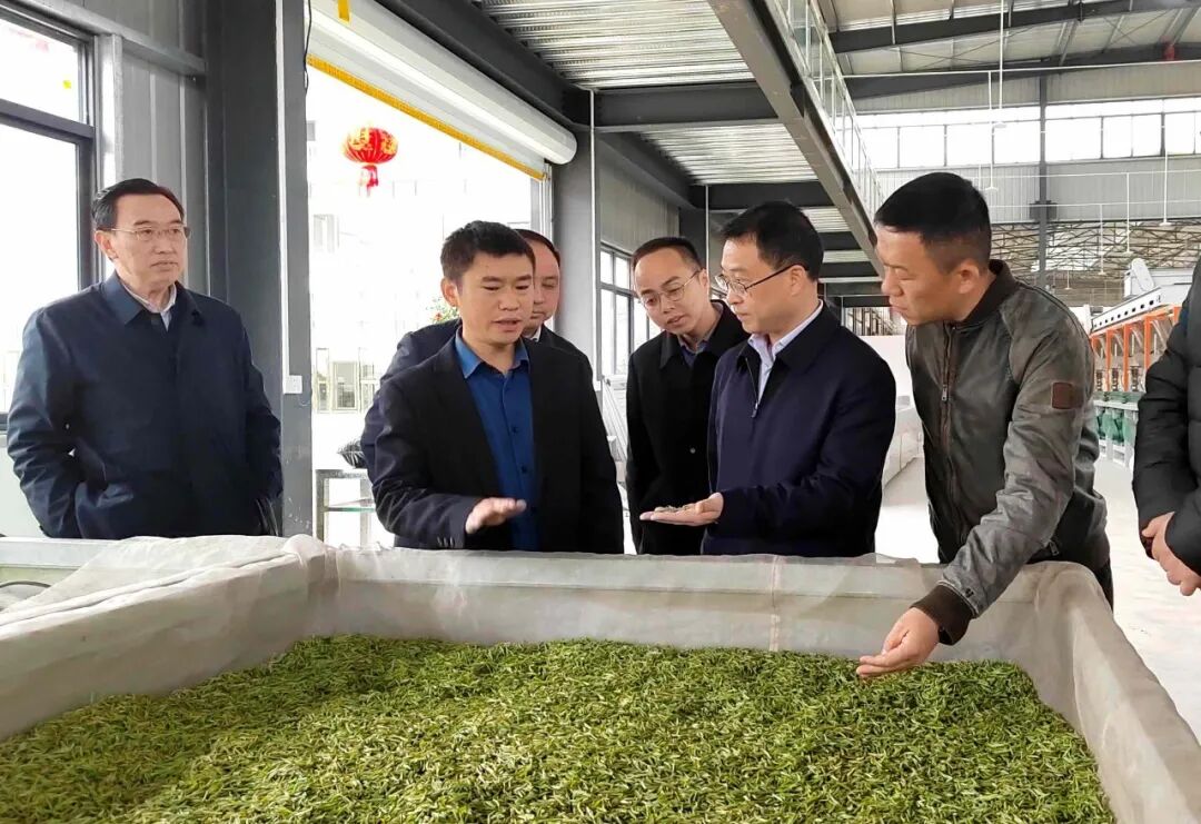 沈建通调研茶产业发展工作