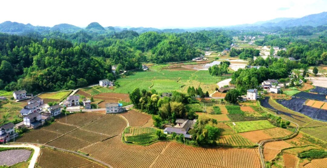 春天里的收获:湄潭复兴镇冬种马铃薯喜获丰收