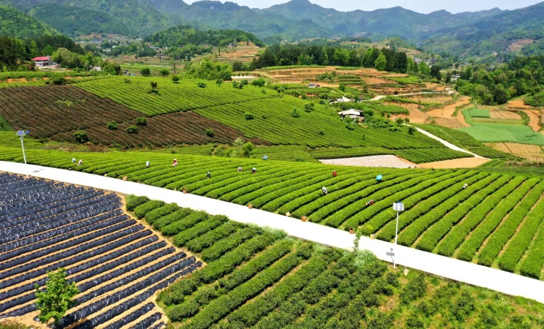湄潭石莲镇九坝社区发展茶经济助农增收