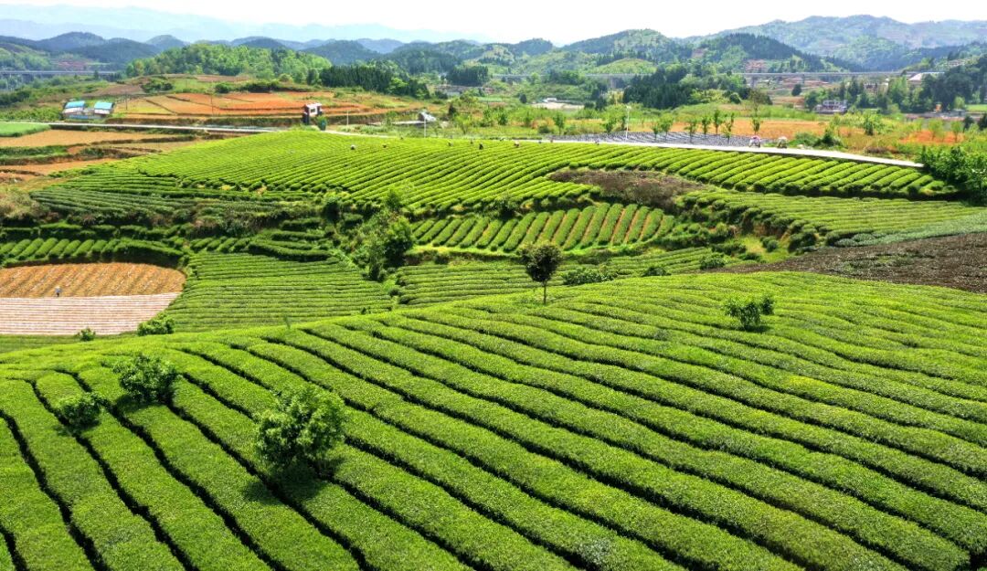 湄潭石莲镇九坝社区发展茶经济助农增收