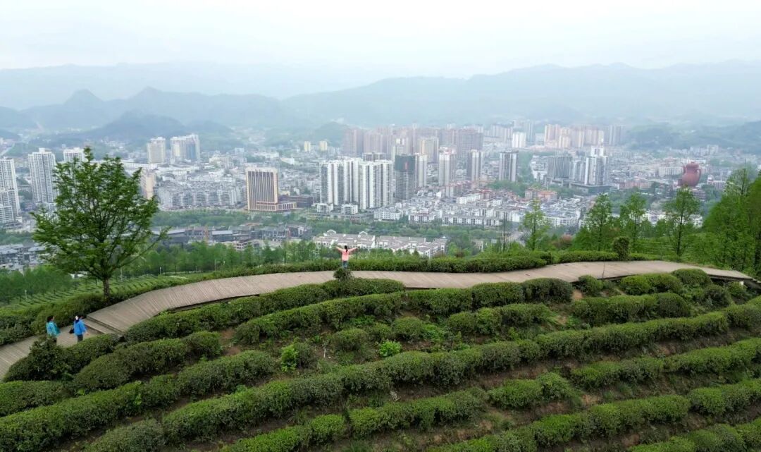 喜迎茶博会丨春到湄潭 慢享时光-湄潭县人民政府