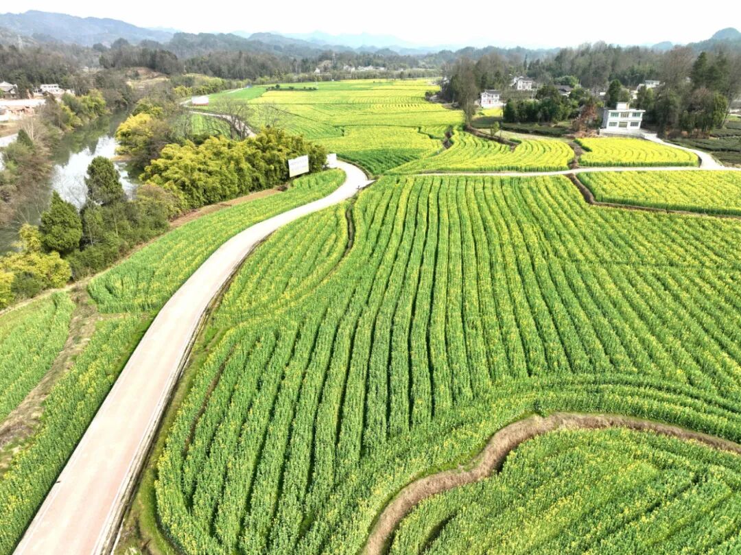 湄潭永兴镇:千亩油菜美如画,农技人员管护忙!