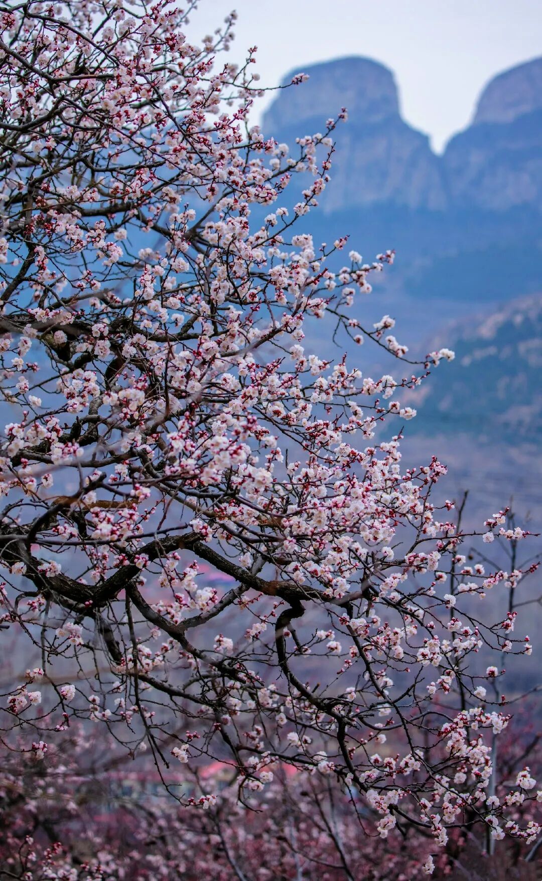 美到开挂这几处杏花春雨撑起了山东春天的颜值错过再等一年
