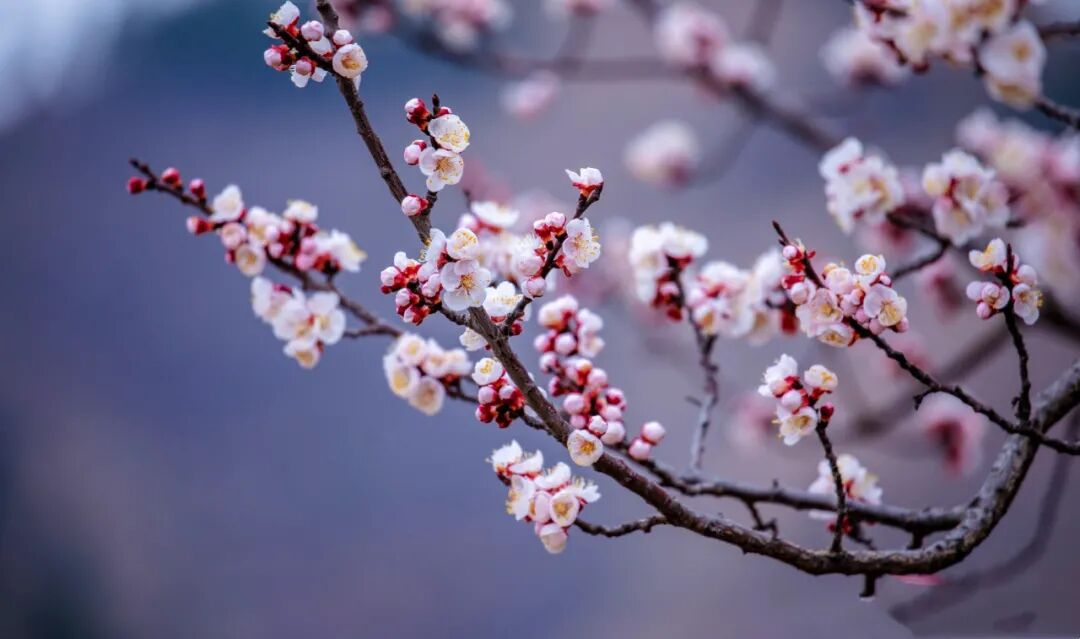 美到开挂这几处杏花春雨撑起了山东春天的颜值错过再等一年