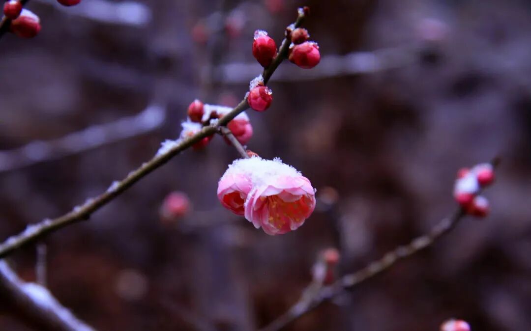 梅花开放山东这7处惊艳岁月的赏梅胜地选一个气温回升就出发