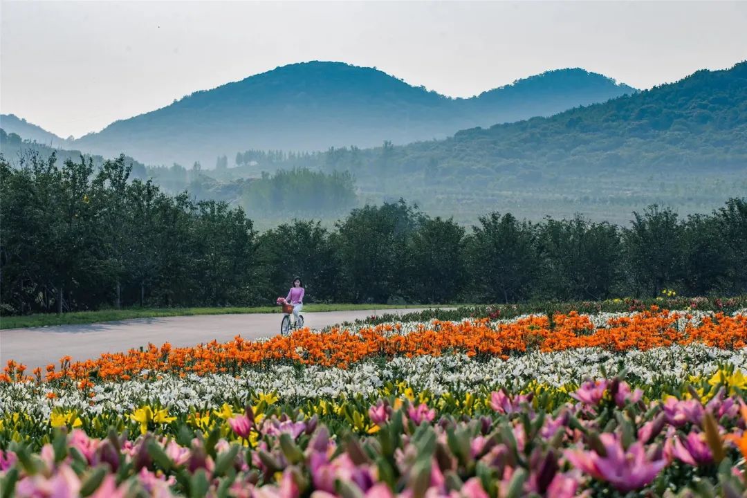 全开了!去了这些花海才知道什么叫「生如夏花」