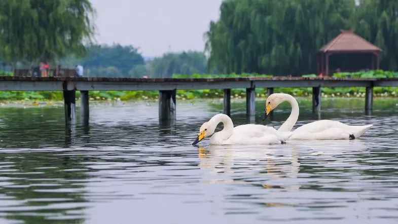 寻找冬日精灵,就来台儿庄双龙湖湿地观鸟园 寻找冬日精灵,就来台儿庄双龙湖湿地观鸟园