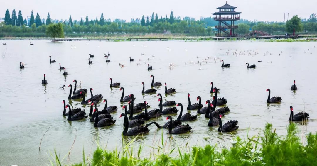 寻找冬日精灵,就来台儿庄双龙湖湿地观鸟园 寻找冬日精灵,就来台儿庄双龙湖湿地观鸟园