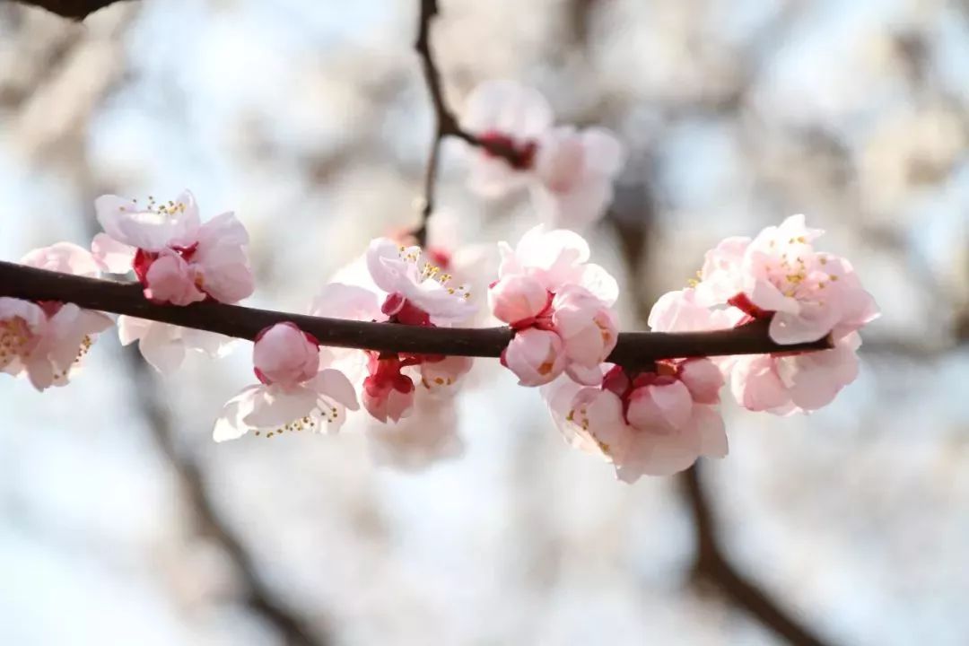 杏花是什么颜色(杏花是什么颜色 视频)