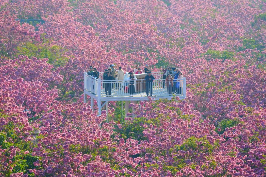 新会紫花风铃木门票图片