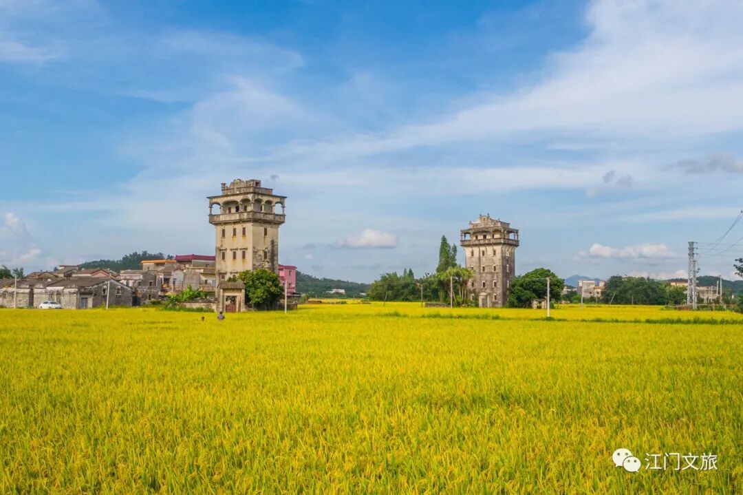 整片的稻田,这样的乡村美景,别是醉人~台山市都斛镇彭伟宗摄台山都斛