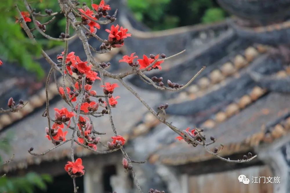 格桑花、禾雀花盛放，黃沙蜆上市……啊啊啊這才是江門春天的味道！ 旅遊 第34張