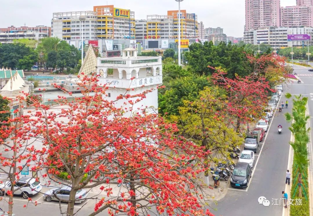 格桑花、禾雀花盛放，黃沙蜆上市……啊啊啊這才是江門春天的味道！ 旅遊 第42張