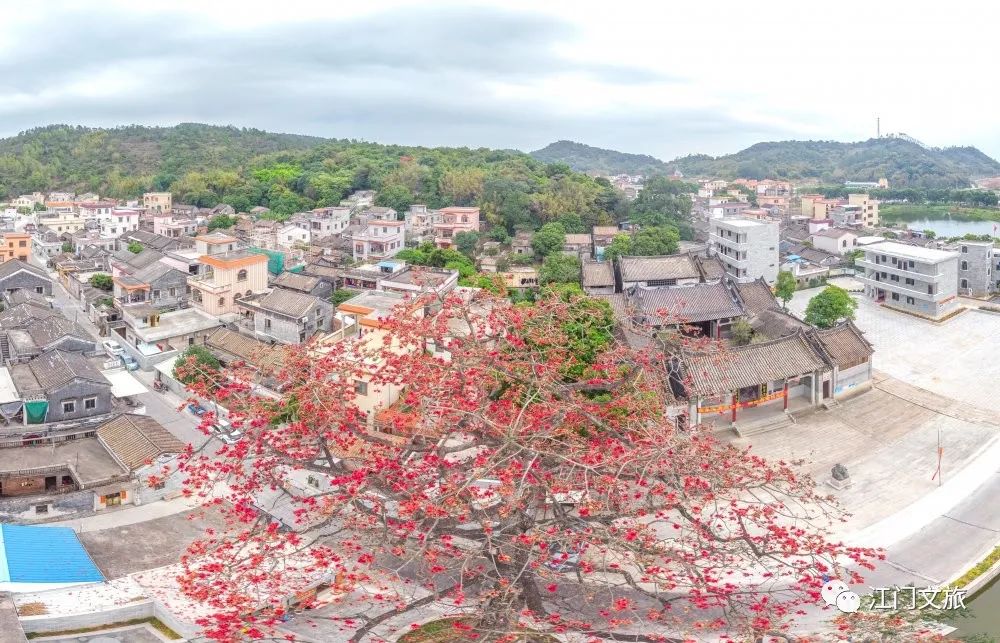 格桑花、禾雀花盛放，黃沙蜆上市……啊啊啊這才是江門春天的味道！ 旅遊 第35張