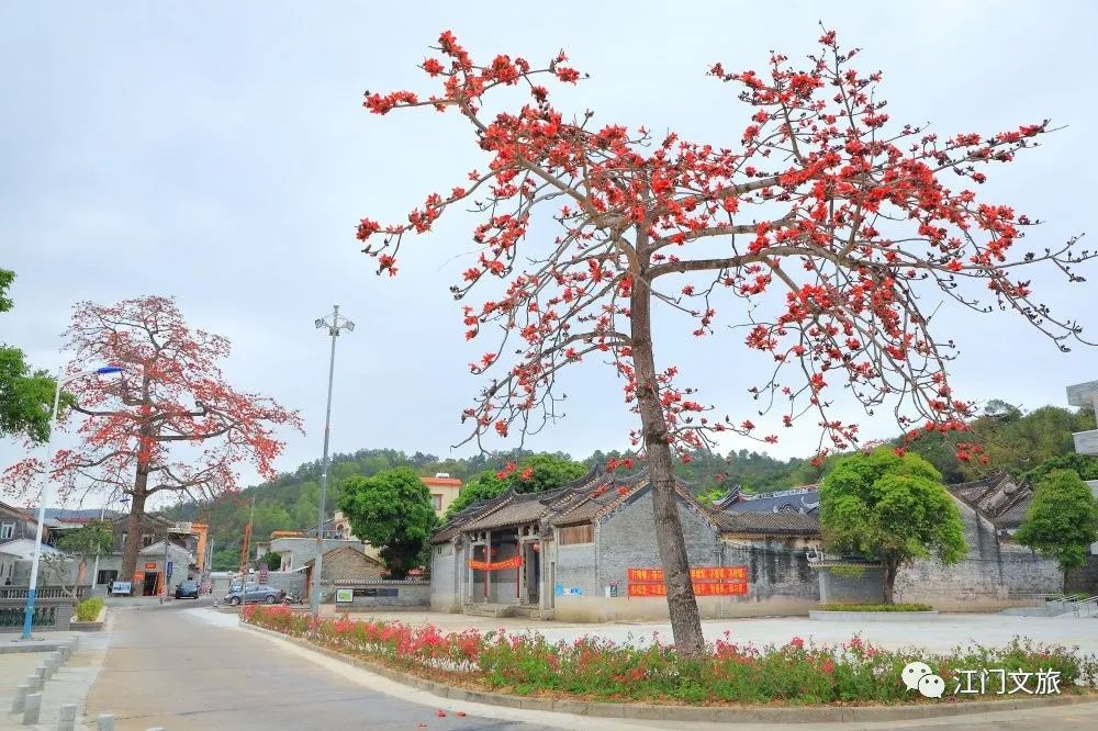 格桑花、禾雀花盛放，黃沙蜆上市……啊啊啊這才是江門春天的味道！ 旅遊 第31張