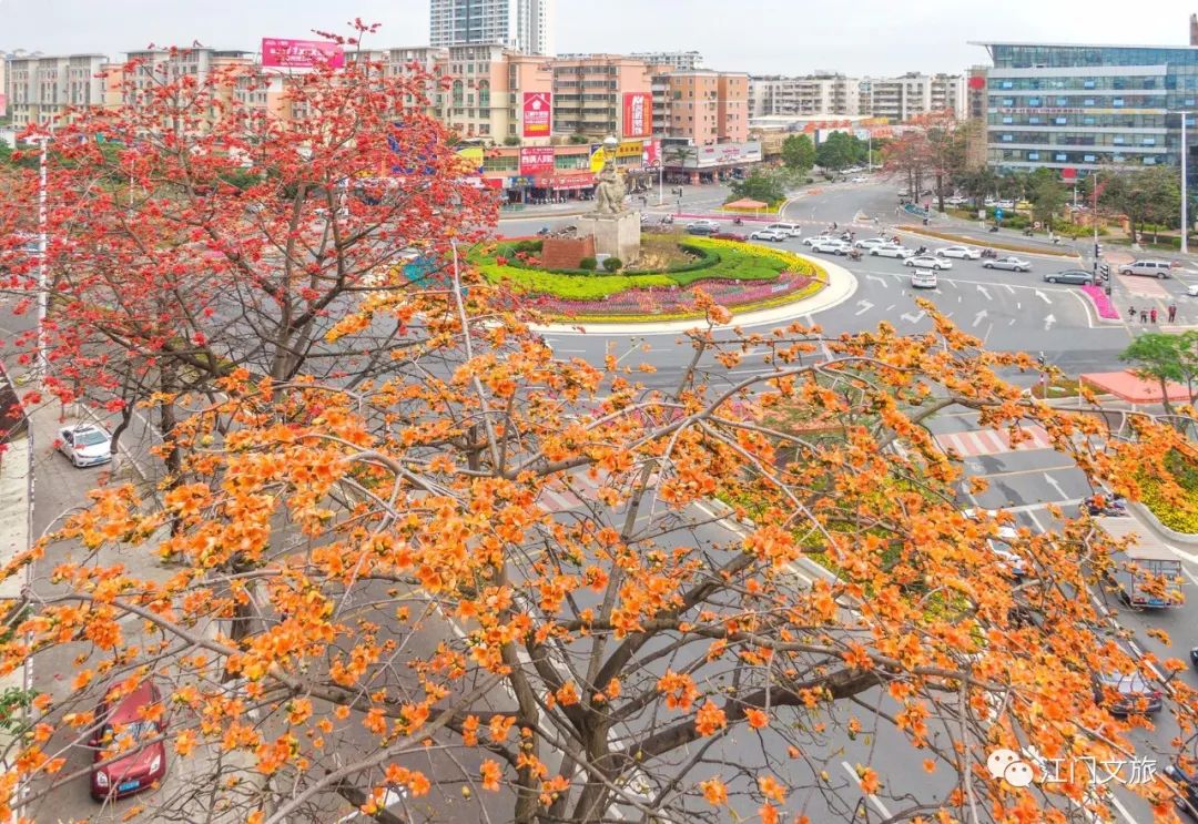 格桑花、禾雀花盛放，黃沙蜆上市……啊啊啊這才是江門春天的味道！ 旅遊 第43張