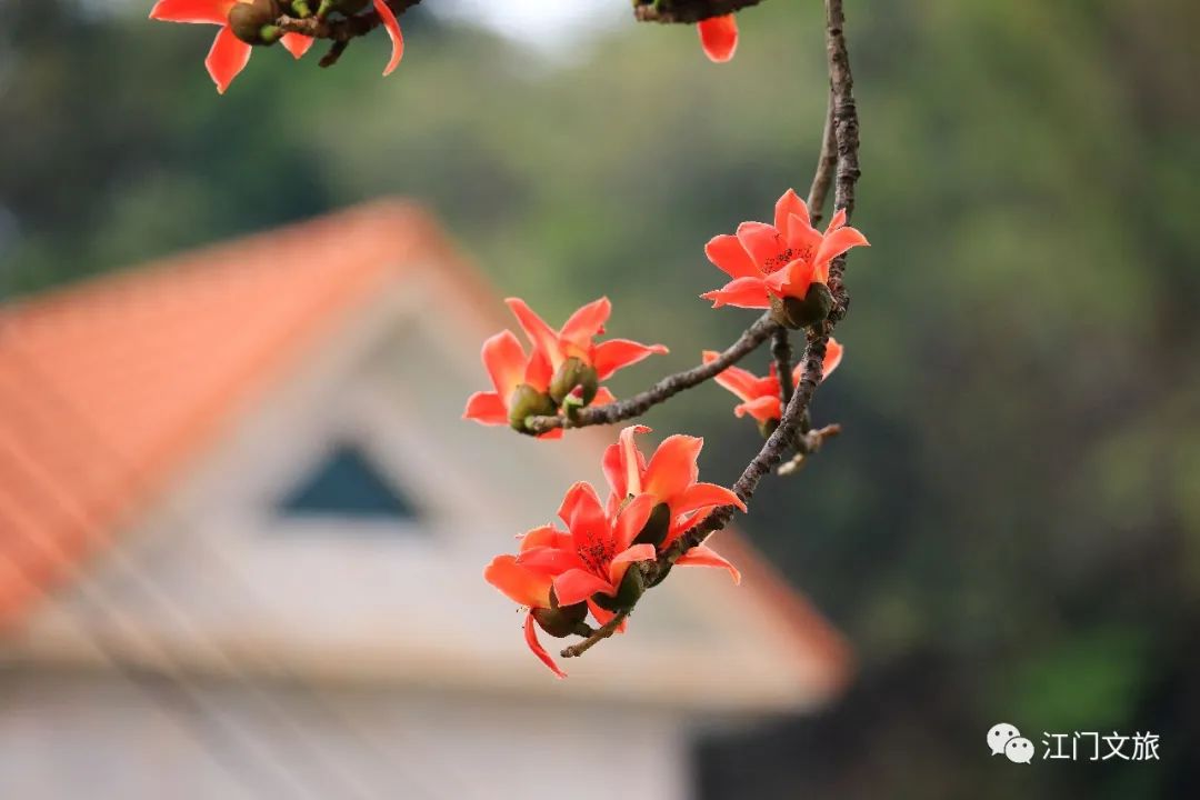 格桑花、禾雀花盛放，黃沙蜆上市……啊啊啊這才是江門春天的味道！ 旅遊 第36張