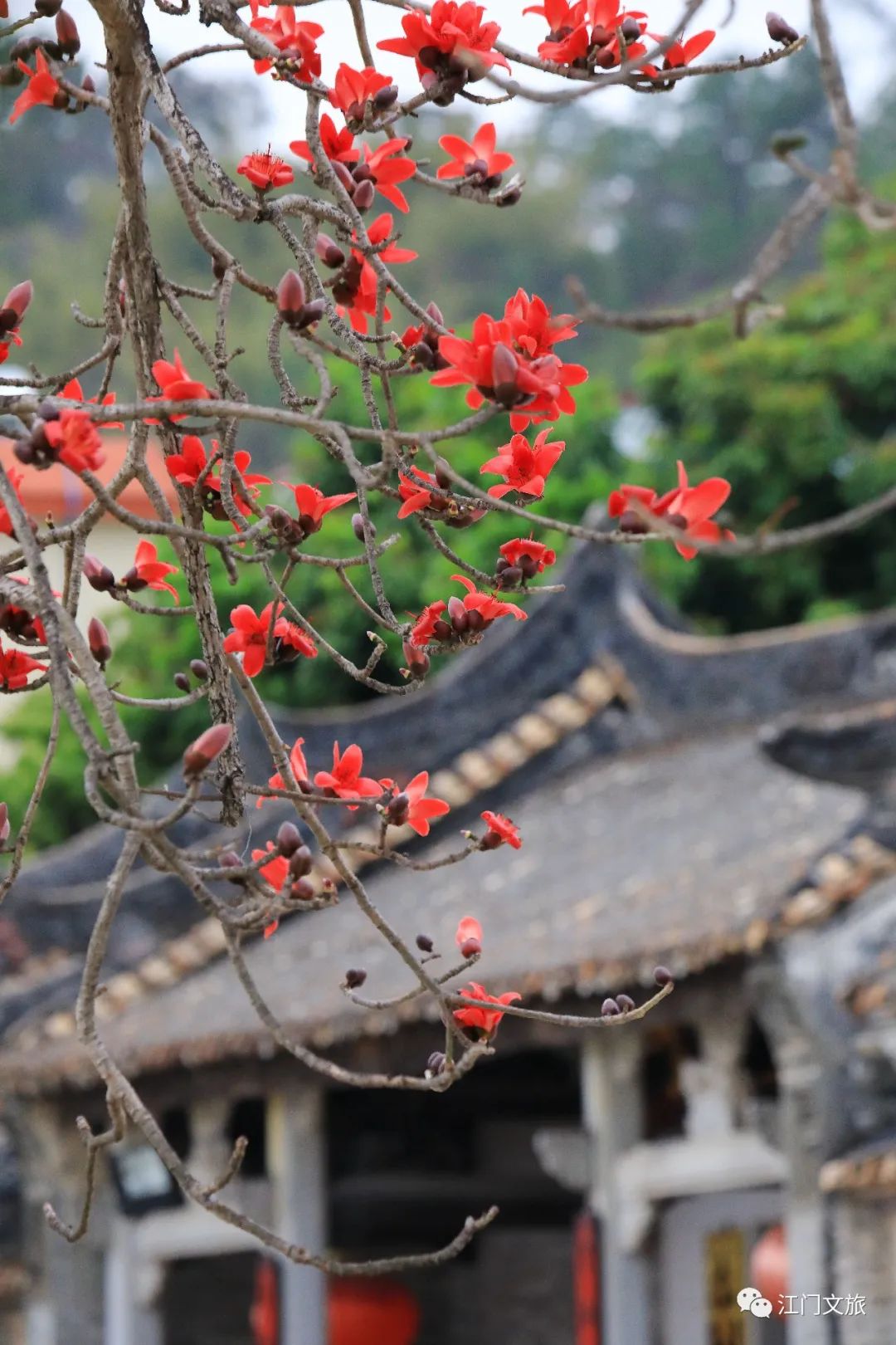 格桑花、禾雀花盛放，黃沙蜆上市……啊啊啊這才是江門春天的味道！ 旅遊 第30張