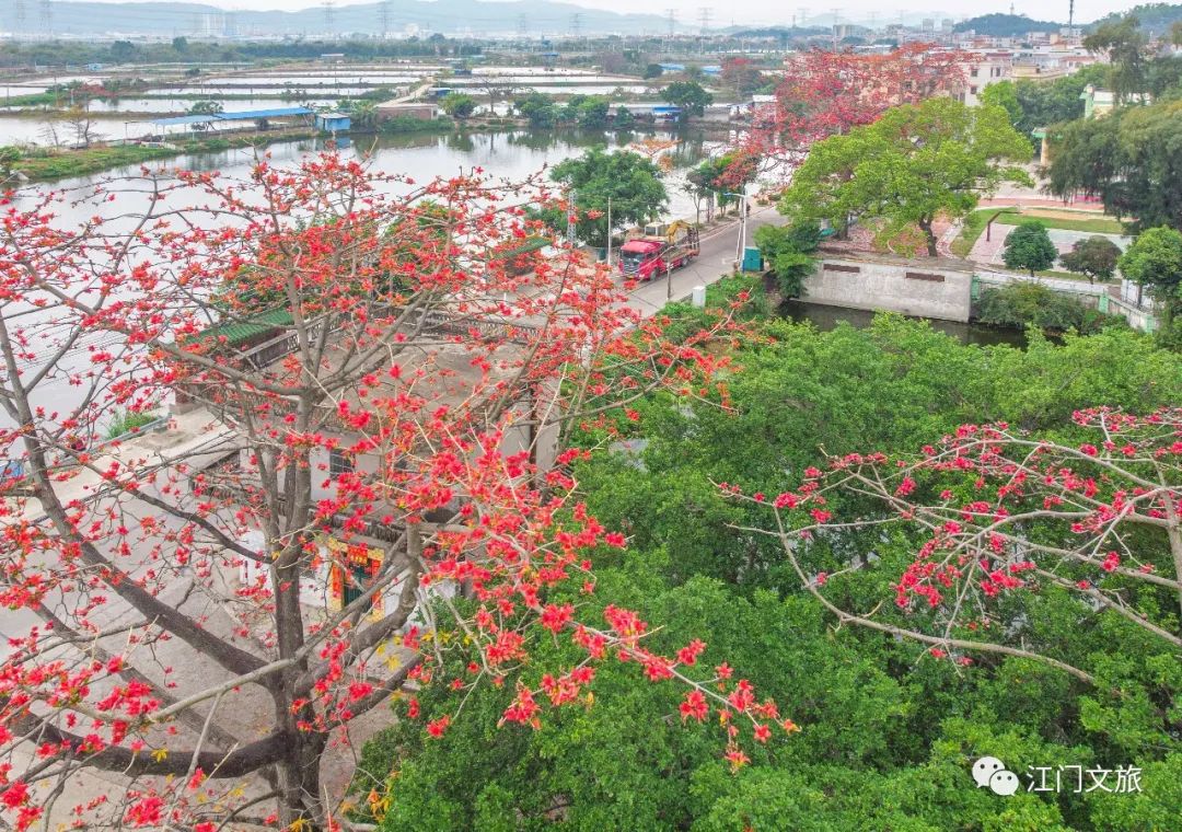 格桑花、禾雀花盛放，黃沙蜆上市……啊啊啊這才是江門春天的味道！ 旅遊 第37張