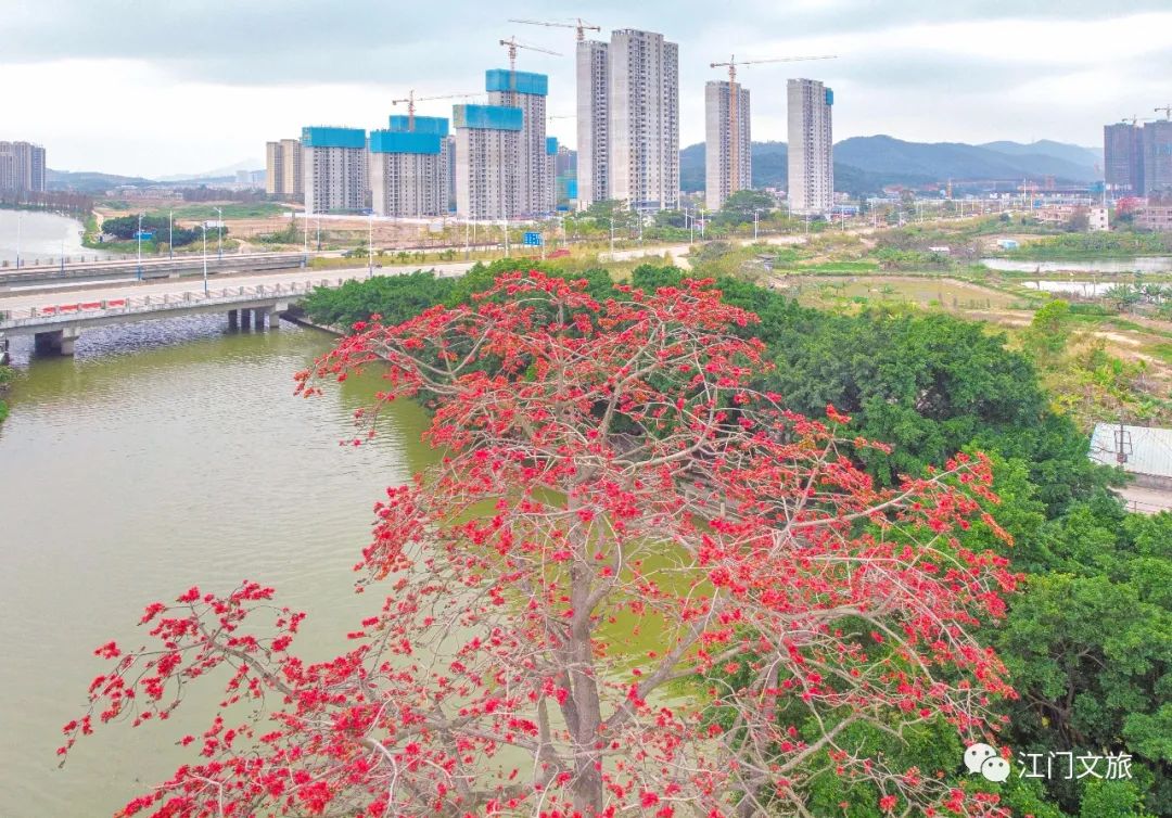 格桑花、禾雀花盛放，黃沙蜆上市……啊啊啊這才是江門春天的味道！ 旅遊 第28張