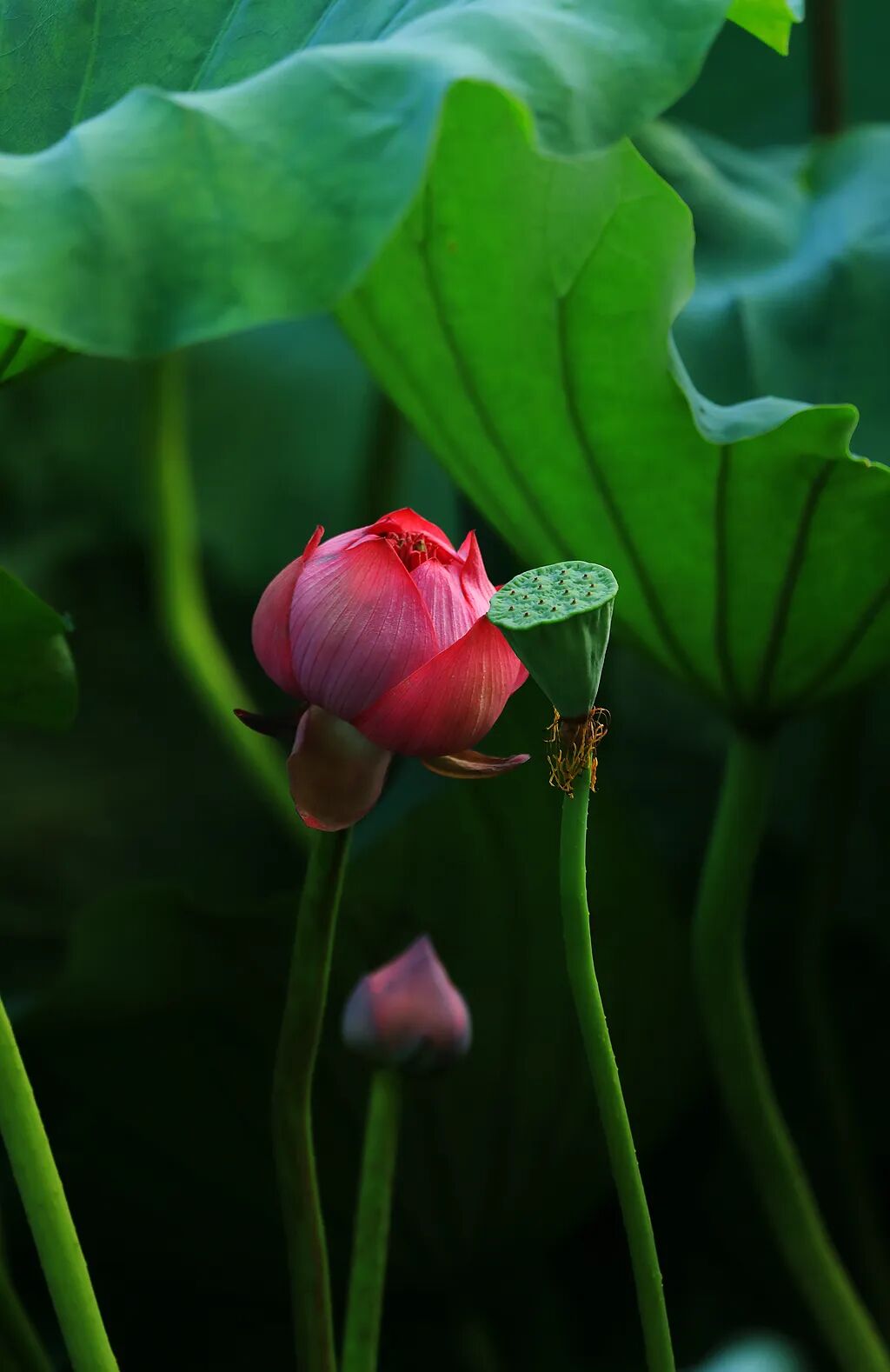 实拍夏日荷花初绽放来江门这个地方邂逅荷花仙子舌尖美味