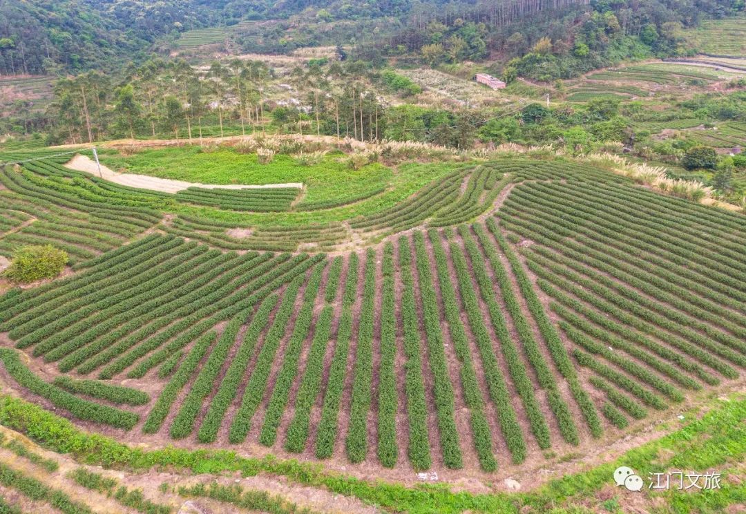 周末去哪兒？江門這幾條旅遊線路藏不住了！沿途美景超級多！走起！ 旅遊 第30張