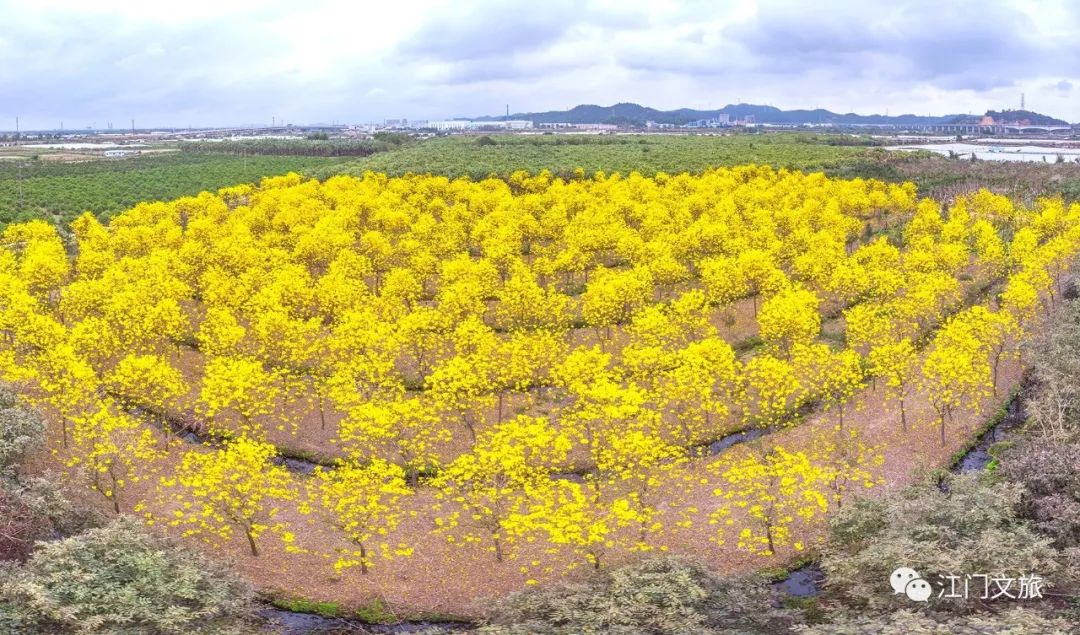 格桑花、禾雀花盛放，黃沙蜆上市……啊啊啊這才是江門春天的味道！ 旅遊 第20張