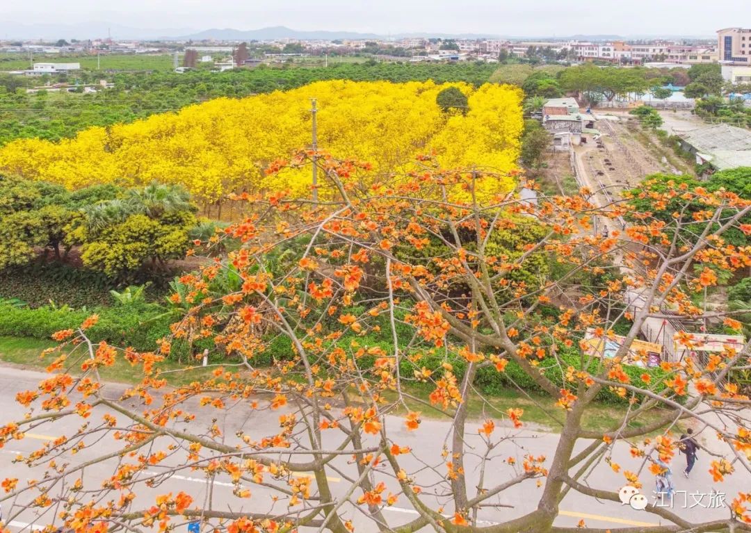 格桑花、禾雀花盛放，黃沙蜆上市……啊啊啊這才是江門春天的味道！ 旅遊 第50張