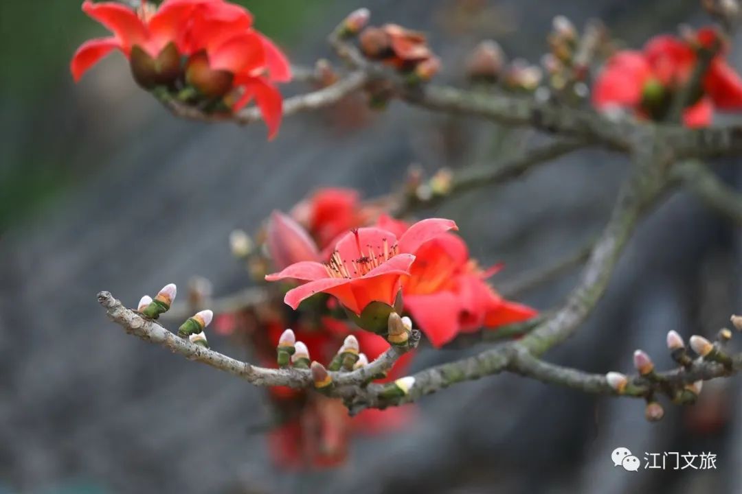 格桑花、禾雀花盛放，黃沙蜆上市……啊啊啊這才是江門春天的味道！ 旅遊 第47張