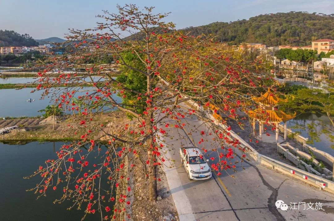 格桑花、禾雀花盛放，黃沙蜆上市……啊啊啊這才是江門春天的味道！ 旅遊 第24張