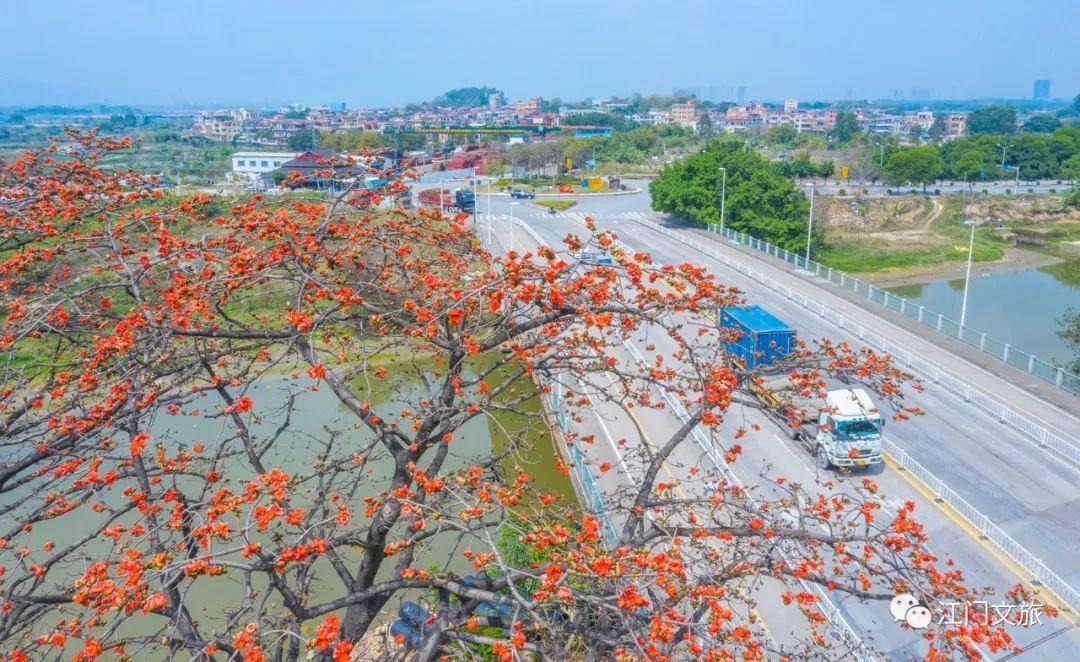 格桑花、禾雀花盛放，黃沙蜆上市……啊啊啊這才是江門春天的味道！ 旅遊 第54張