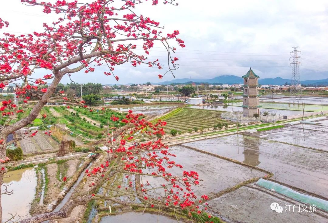 格桑花、禾雀花盛放，黃沙蜆上市……啊啊啊這才是江門春天的味道！ 旅遊 第48張