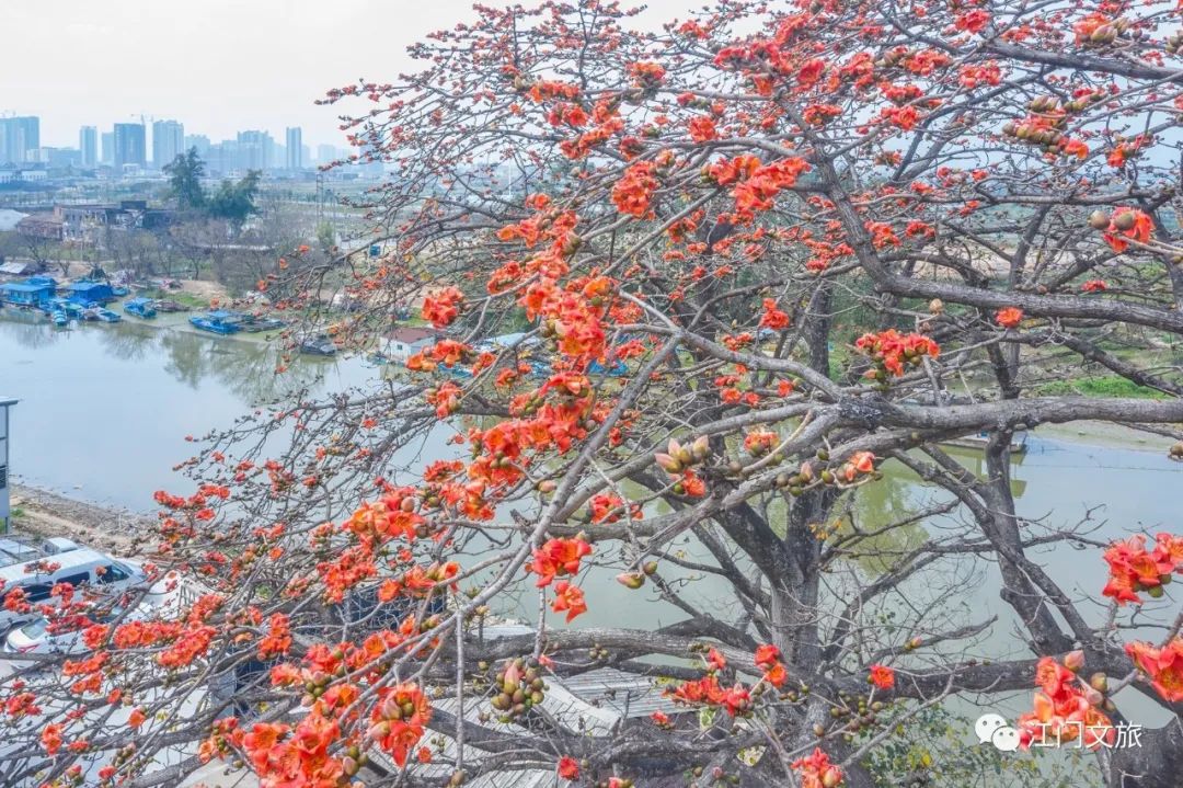 格桑花、禾雀花盛放，黃沙蜆上市……啊啊啊這才是江門春天的味道！ 旅遊 第55張