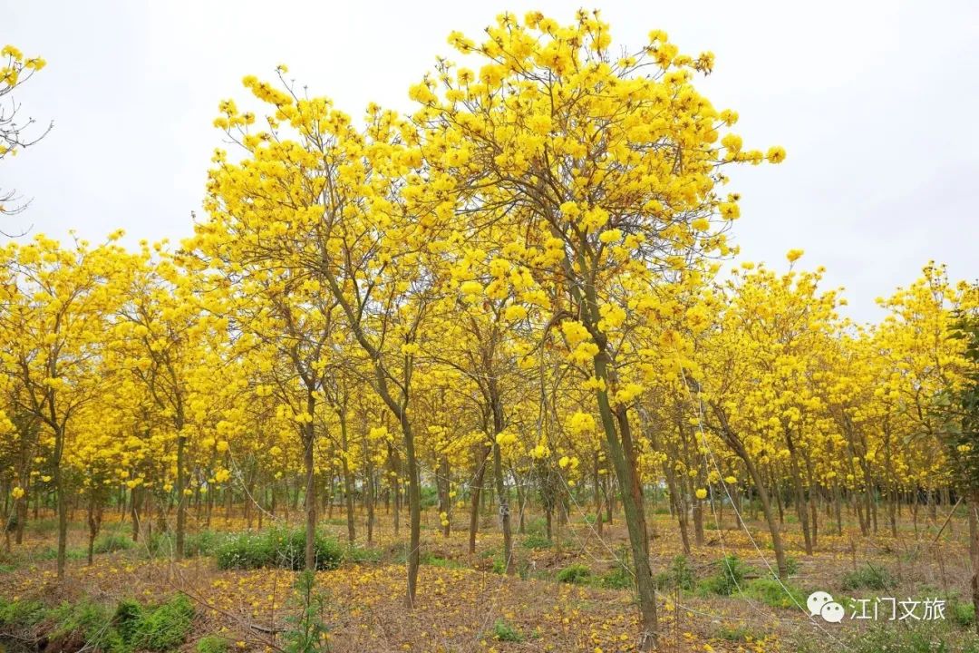 格桑花、禾雀花盛放，黃沙蜆上市……啊啊啊這才是江門春天的味道！ 旅遊 第21張