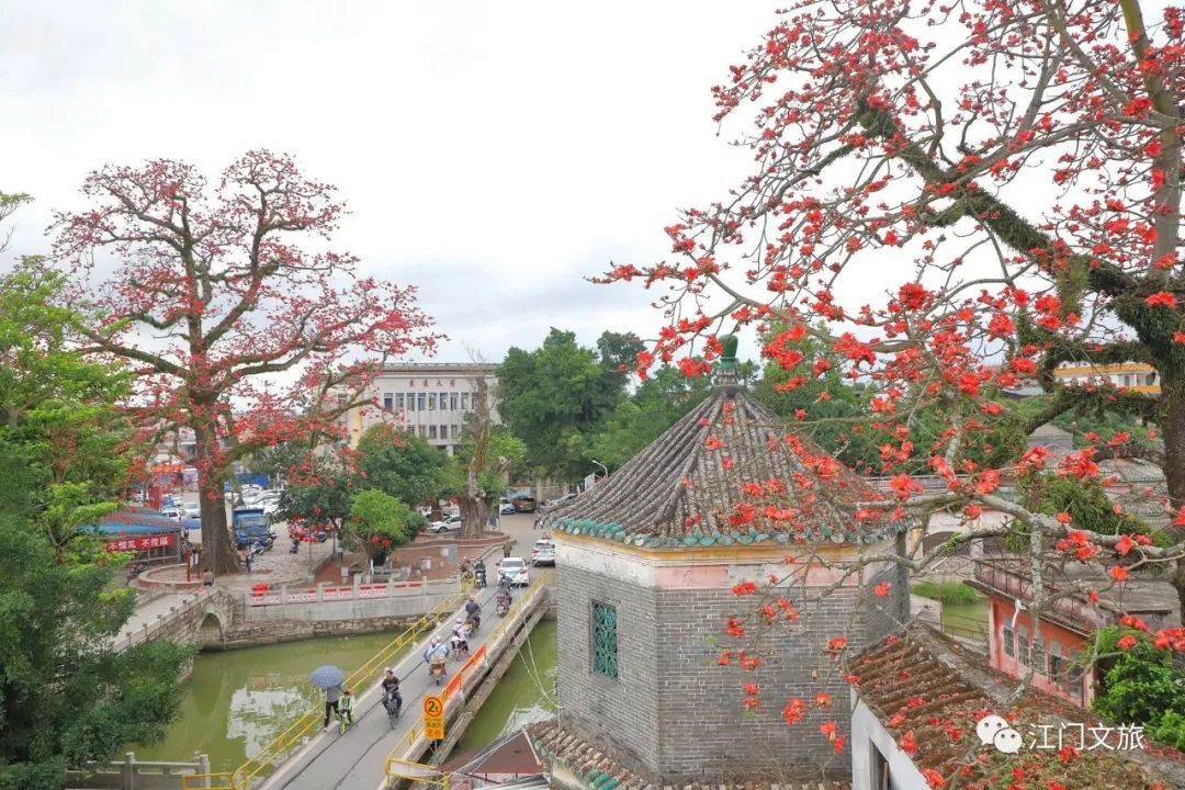 格桑花、禾雀花盛放，黃沙蜆上市……啊啊啊這才是江門春天的味道！ 旅遊 第46張